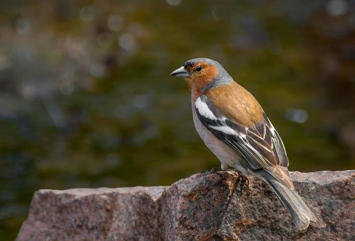 Зяблик (самец) .. водные процедуры..