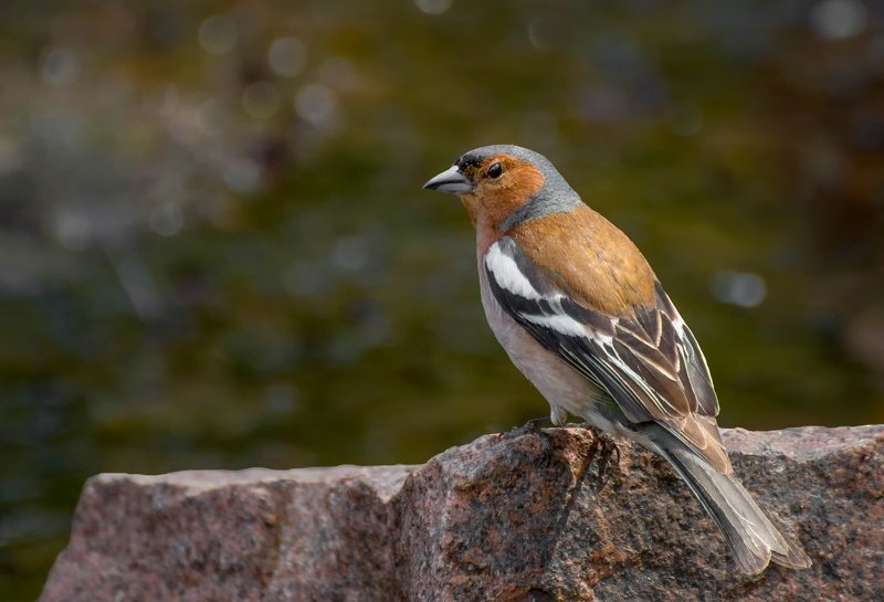 птица, зяблик, самкц, водные процедуры, Зяблик (самец) .. водные процедуры.. фото превью