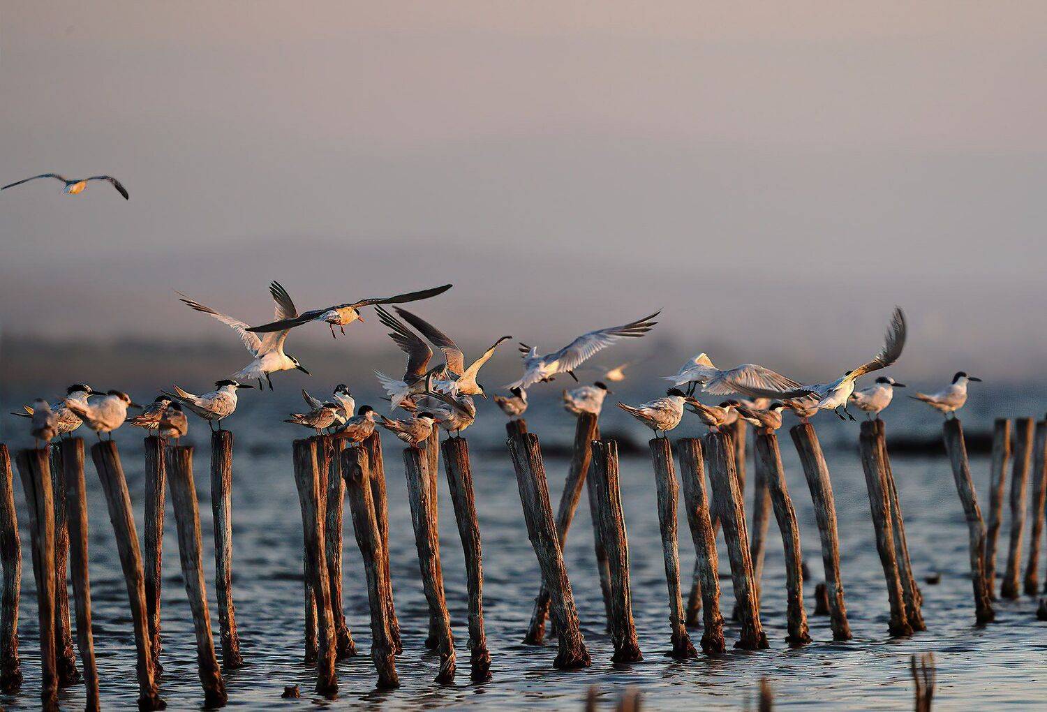 , Красимир Георгиев