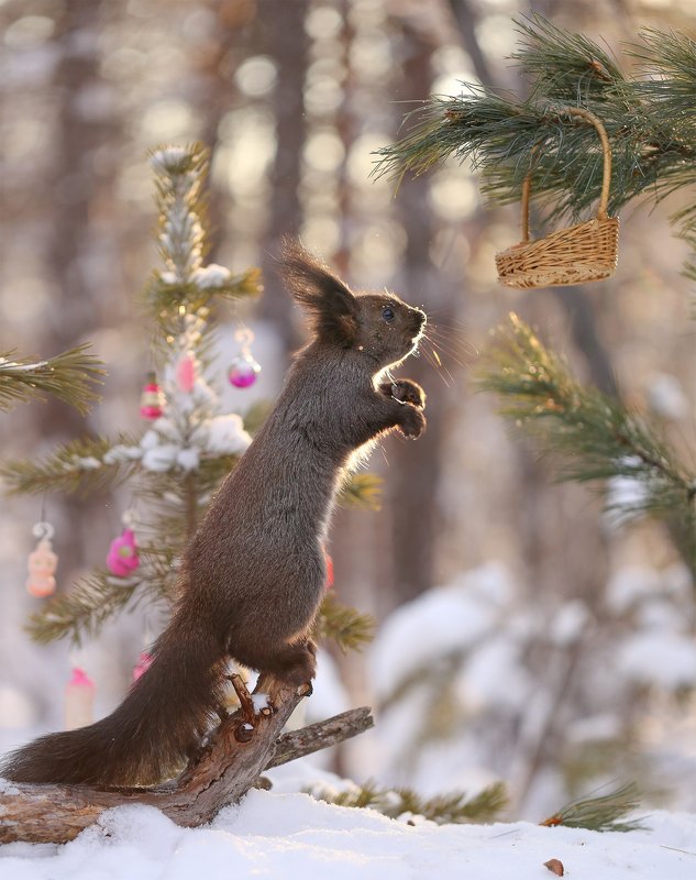 нерюнгри, белка, якутия, дикие_животные, новый_год Волшебная корзинка фото превью