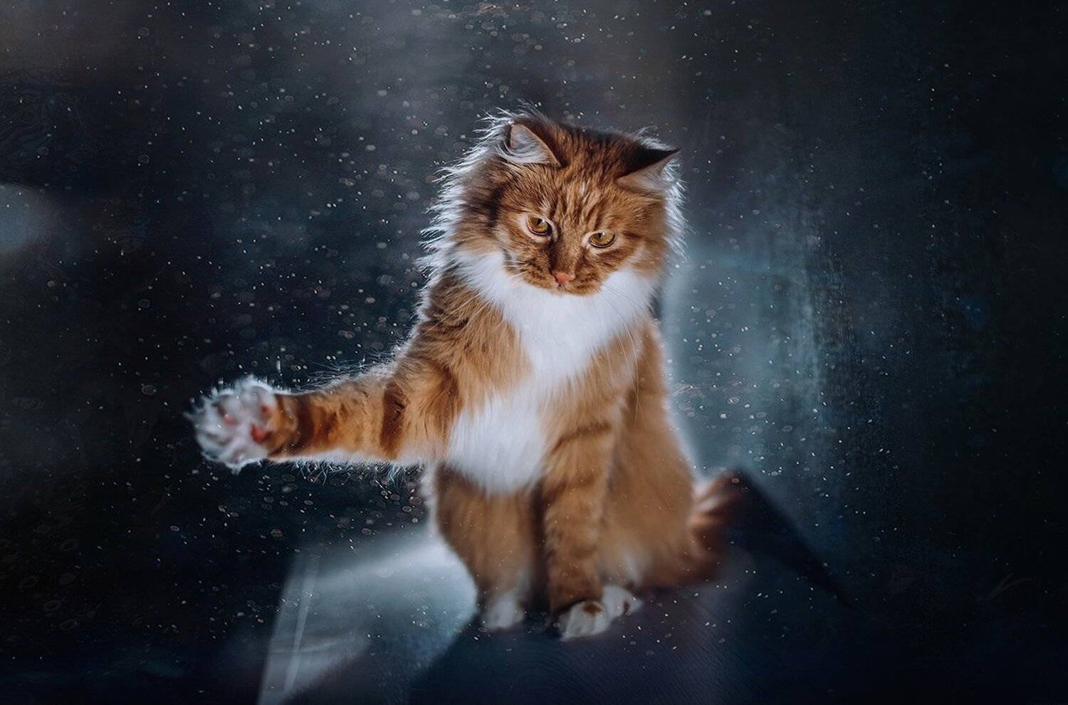 , MVO (Марк Орлов)