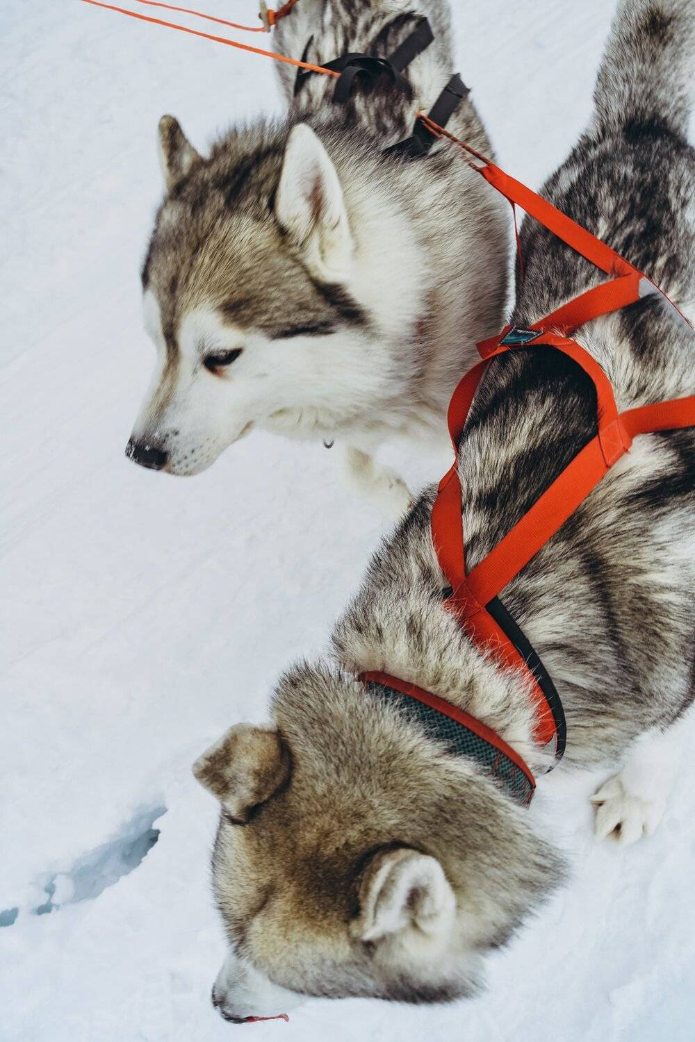 winter; front; one; pretty; funny; eyes; puppy; haski; energy; black; domestic; background; breed; carnivore; pet; doggy; male; outdoors; canine; purebred; mammal; young; looking; wolf; nature; siberian husky; husky dog; dog; animal; snow; siberian; white, Dmitry Leonov