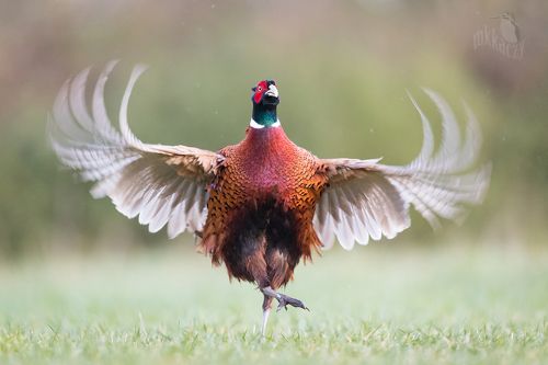 the bravest pheasant