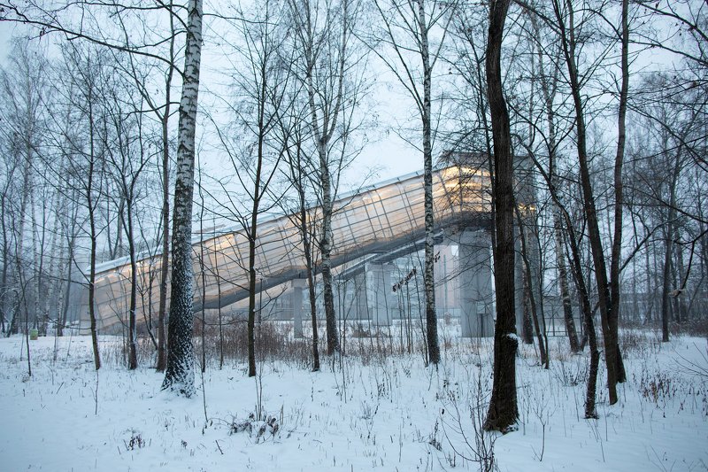 Мытищинский лес фото превью