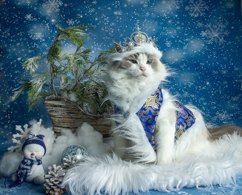 матильда, новый год, праздник, рэгдолл, сat, кошка, животные, кошки, ragdoll cat, ragdoll Матильда. Снегурочку - вызывали? фото превью
