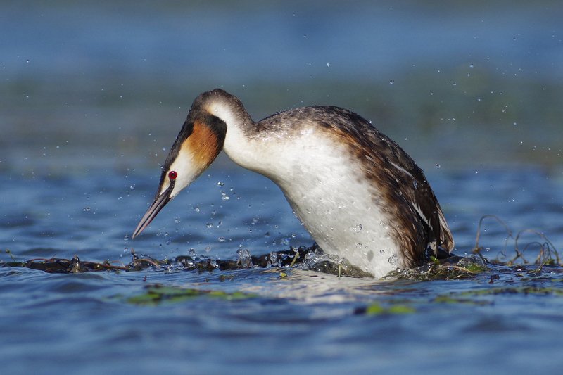 Чомга фото превью