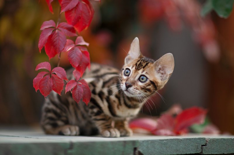 *** фото превью