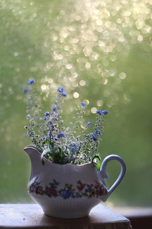 жизнь, радость, волшебство, свет души, тайны цветов, мои сказки, ирина горюкина, фотограф беларусь Звёздная наша пристань... фото превью