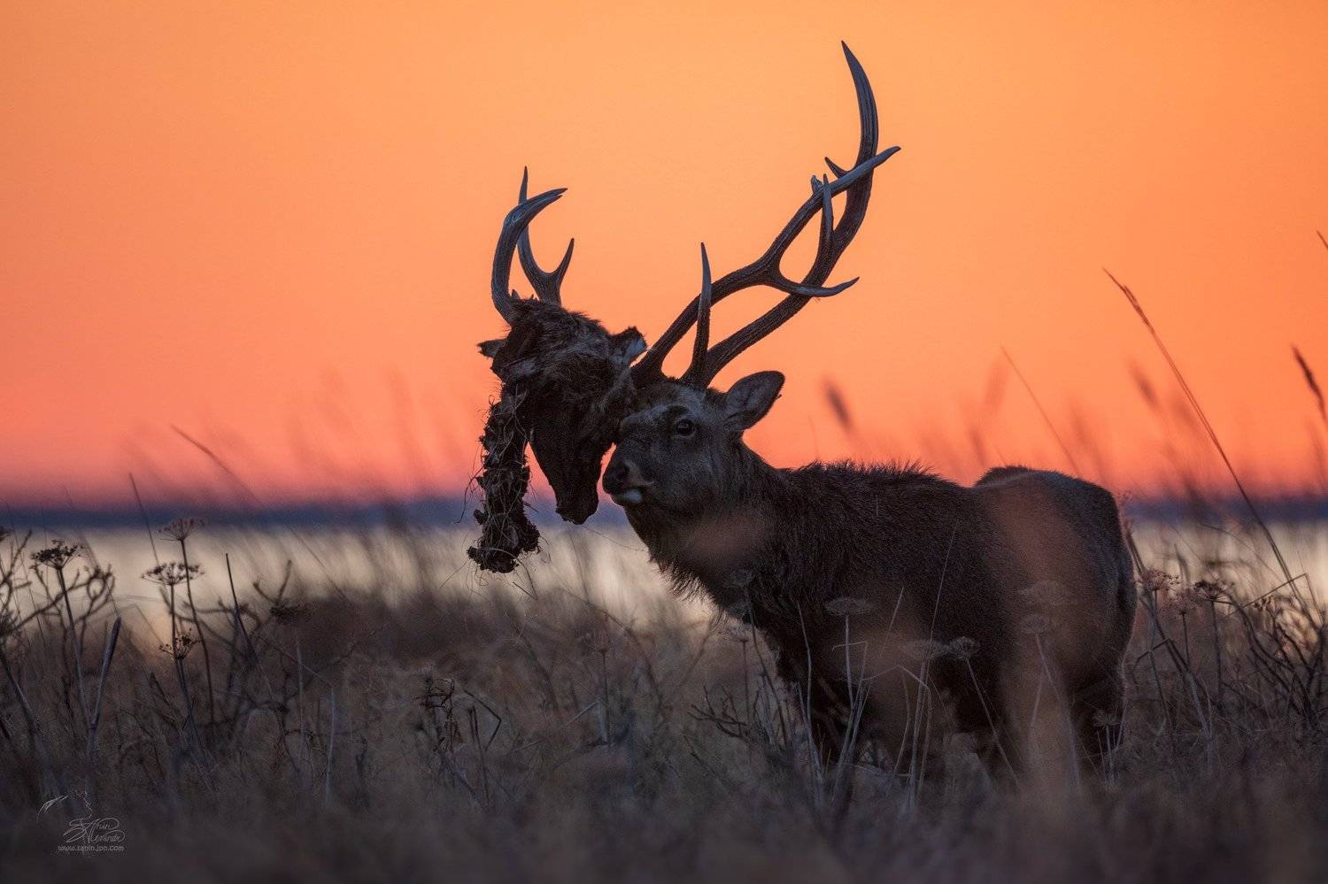 , Александр Санин