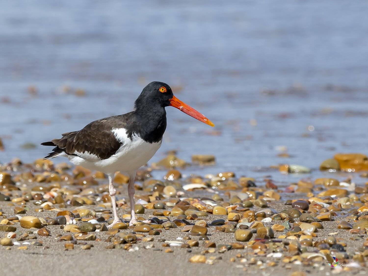 , Fernando Burgalin Sequeira