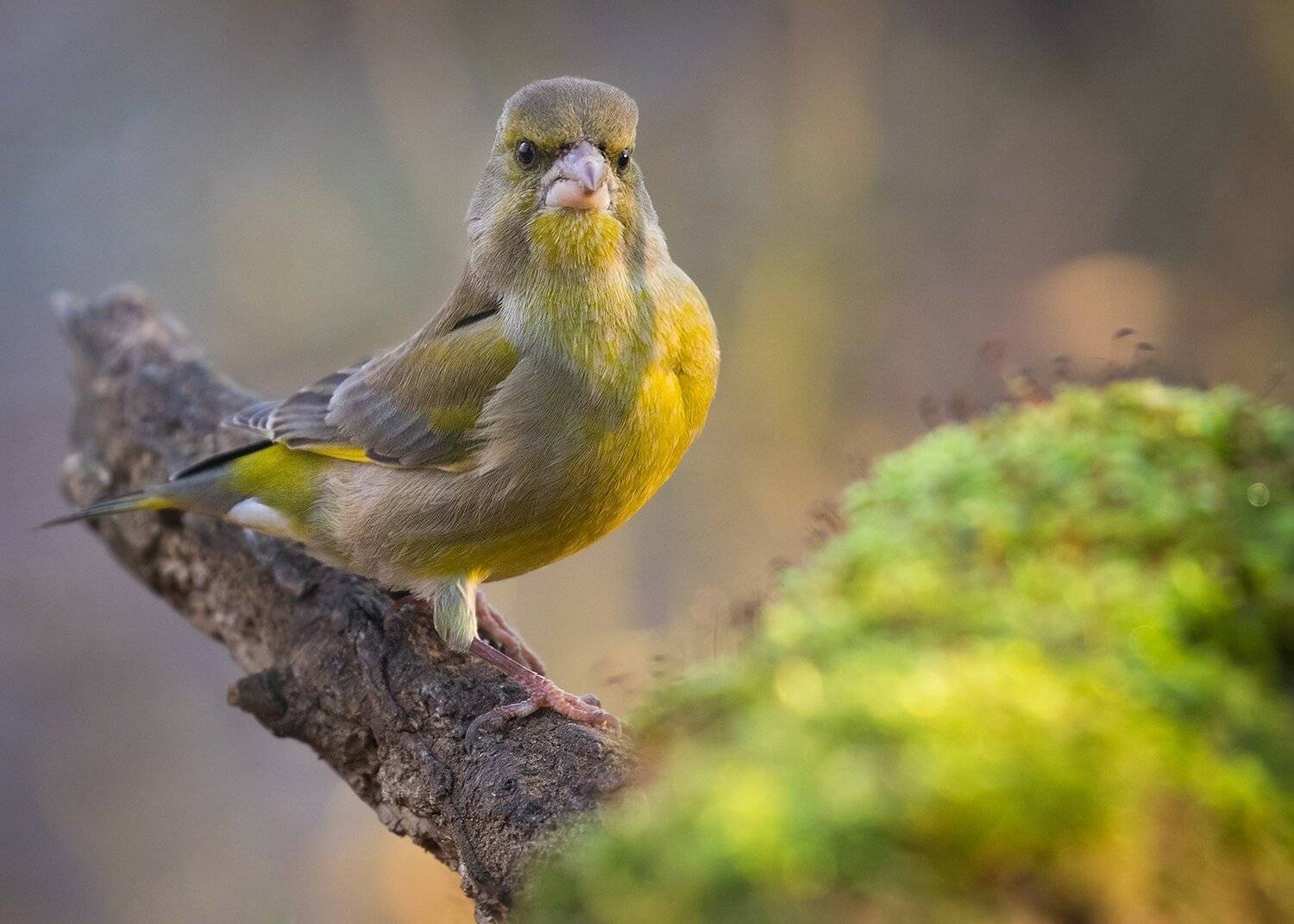 , Robert Adamec