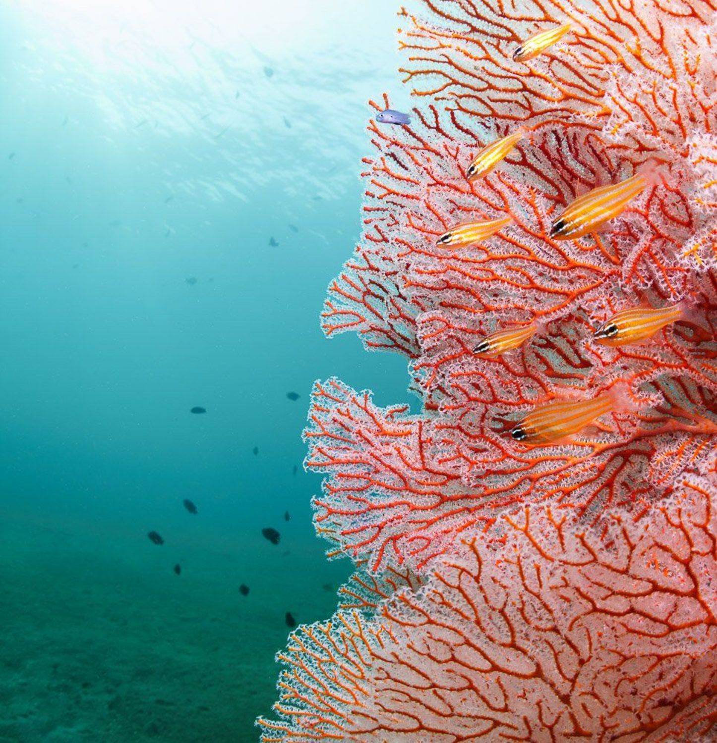 , Андрей Савин