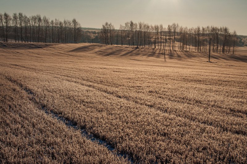 поле, поля, утро, зима, мороз, снег, рассвет Замёрзшие поля. Мороз -18 фото превью
