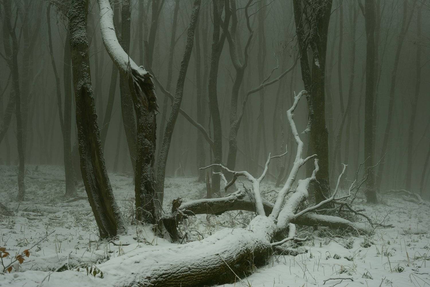 зима туман лес утро, Александр Жарников