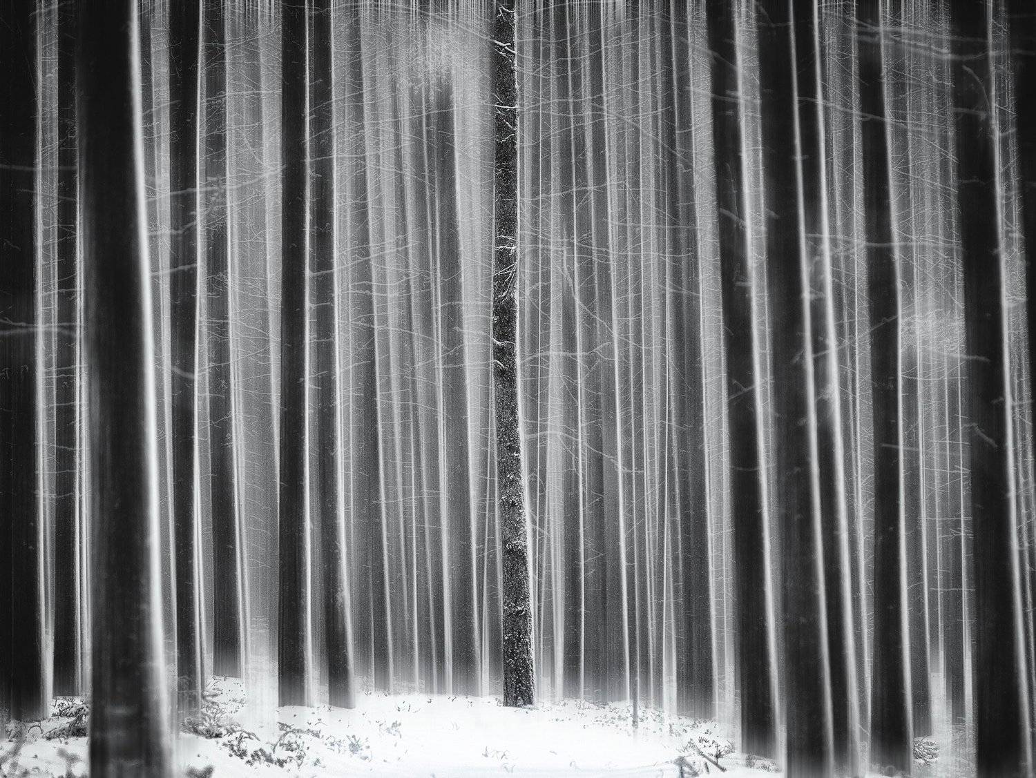 сосновый бор, чб, блюр, Андрей Баскевич