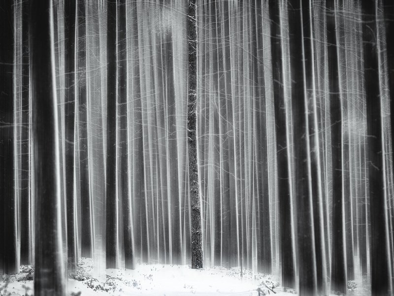 сосновый бор, чб, блюр Штрих-код фото превью