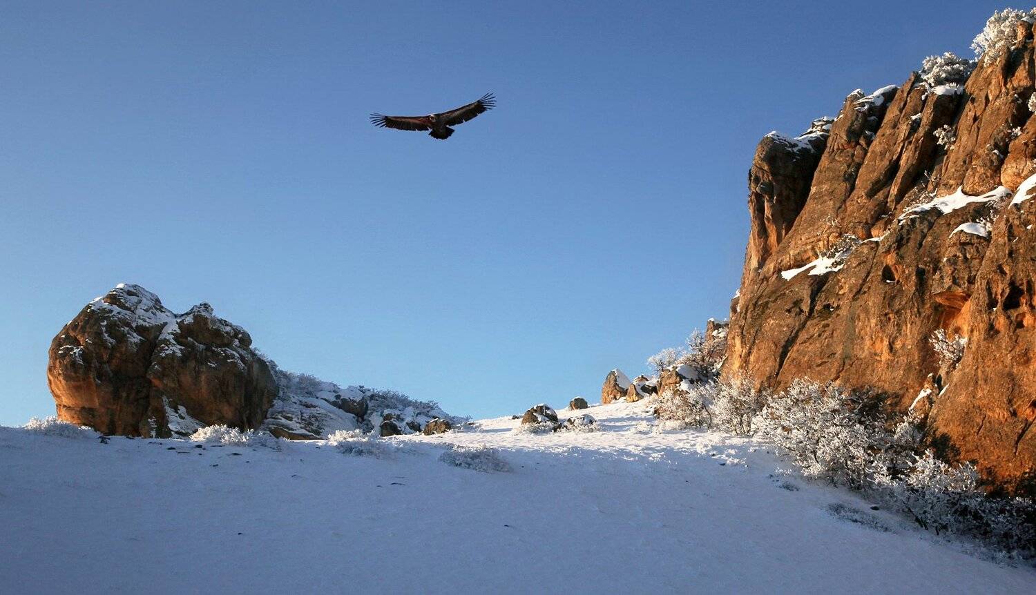 гриф,белоголовый сип,горы,вершины,пейзаж,небо,,дагестан,природа, Marat Magov