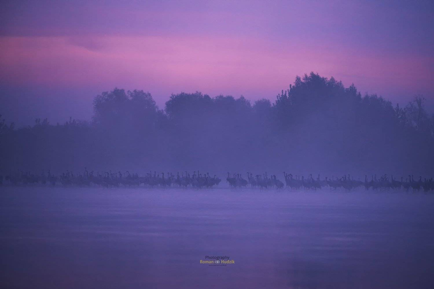 Landscape, crane, sunrise, river,, Roman Hudzik