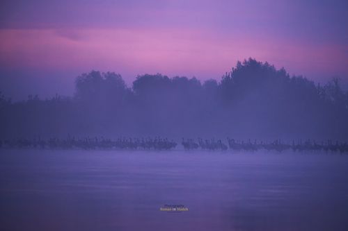 Landscape with cranes.