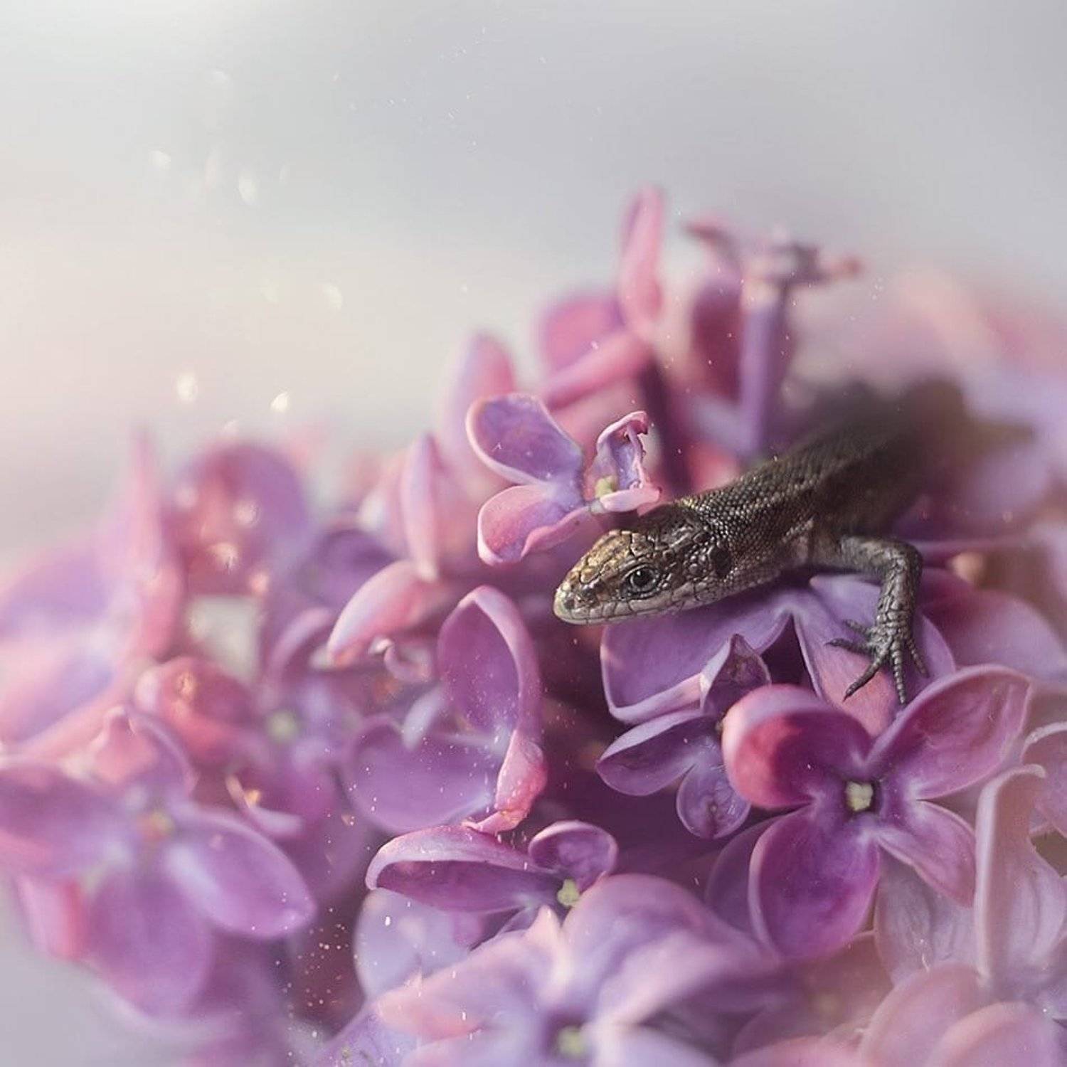 , Тарасова Ольга