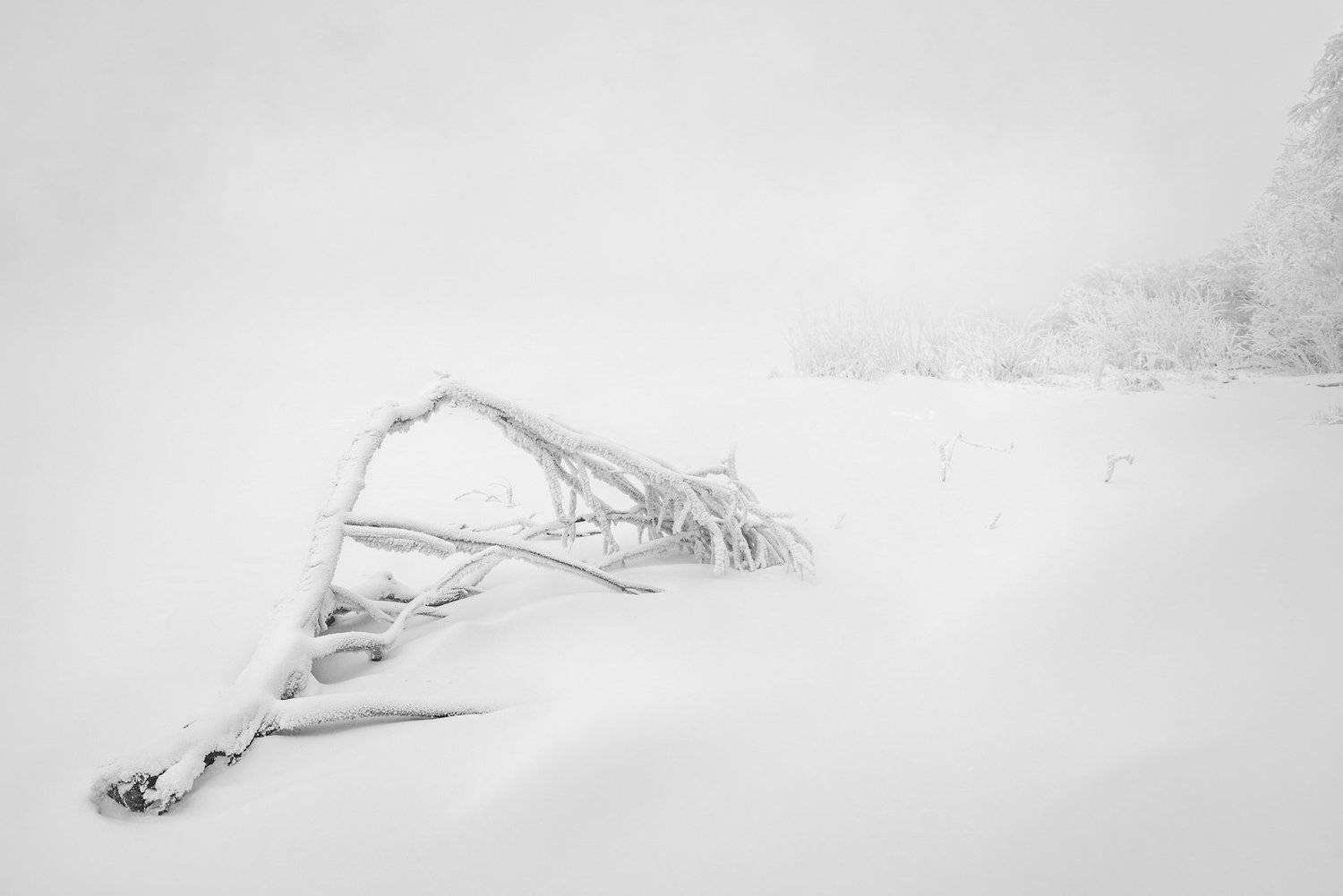 ветка, минимализм, пейзаж, природа, чб, черно-белое, белый, светлый, зима, мороз, холод, лед, река, туман, иней, снег, город, красноярск, остров, отдыха, енисей, сибирь, Дмитрий Антипов