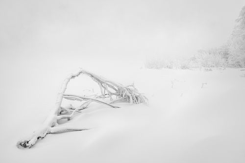 Белая стынь января