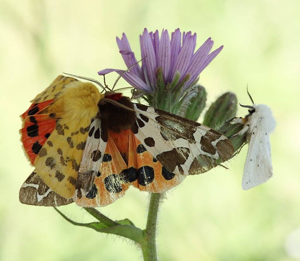 , Сергей Таланов