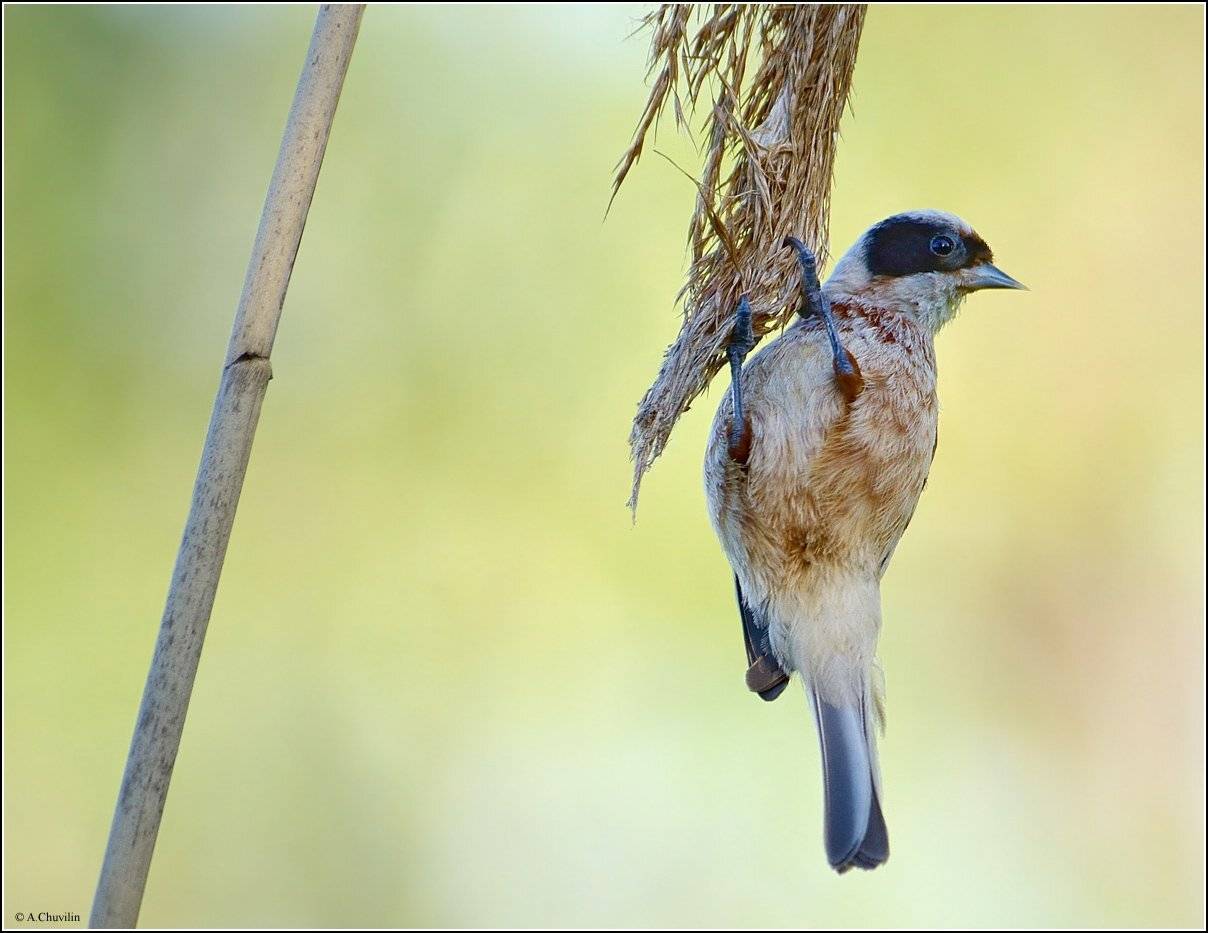 ремез,тросник,июнь, Александр Чувилин