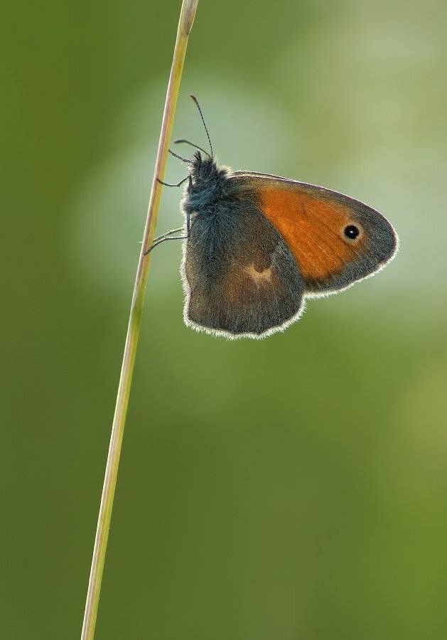Бабочка, Сенница, Чепленко Алексей