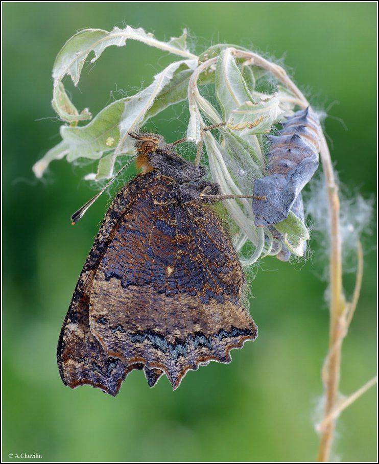 бабочка,многоцветница,куколка,xanthomelas, Александр Чувилин