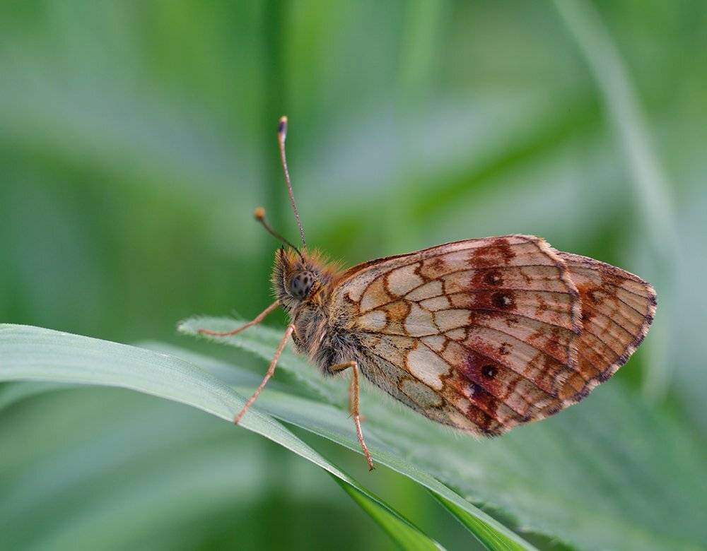 closeup, macro, макро, шашечница, Alexey Gnilenkov
