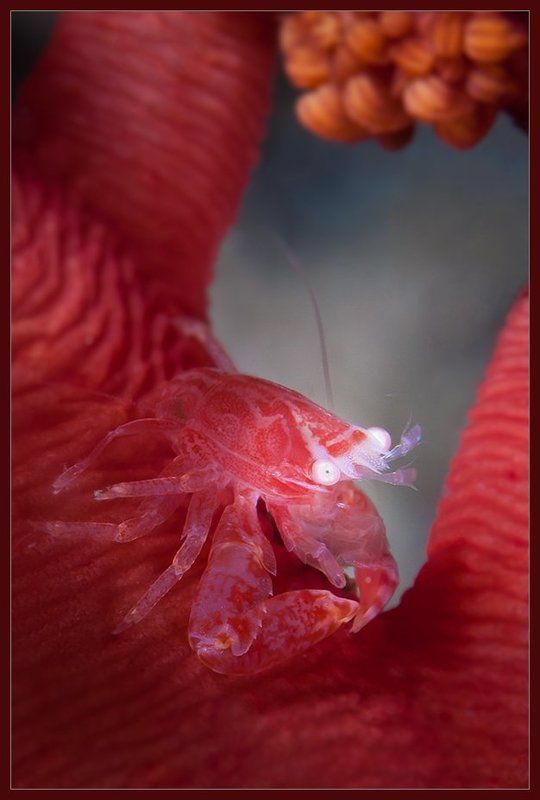 Из жизни крабов.. фото превью