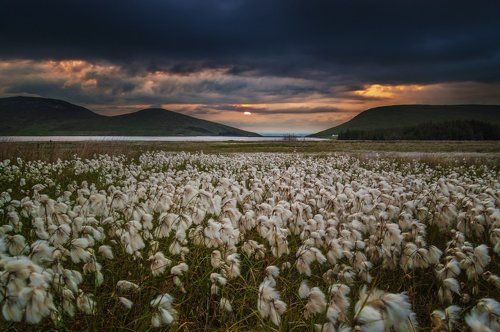 Late Spring in Mourne