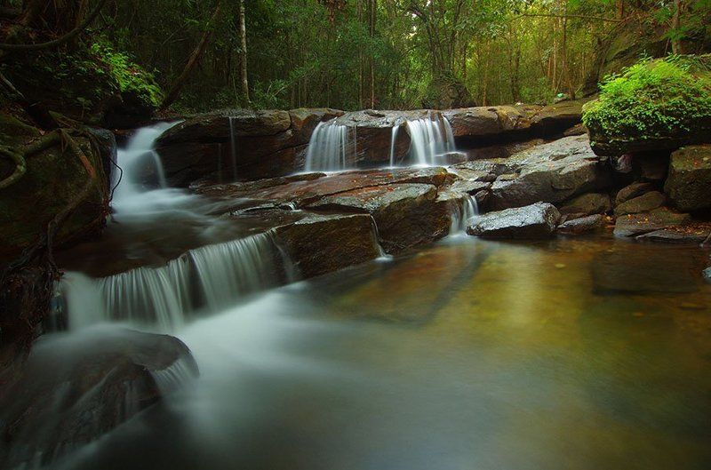 Stream in the forest фото превью