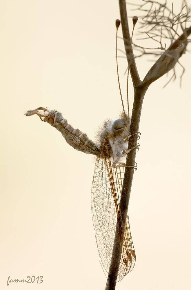 , Игорь ФУММ