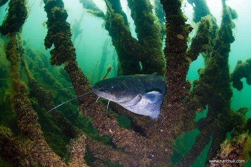 В гостях у сказки