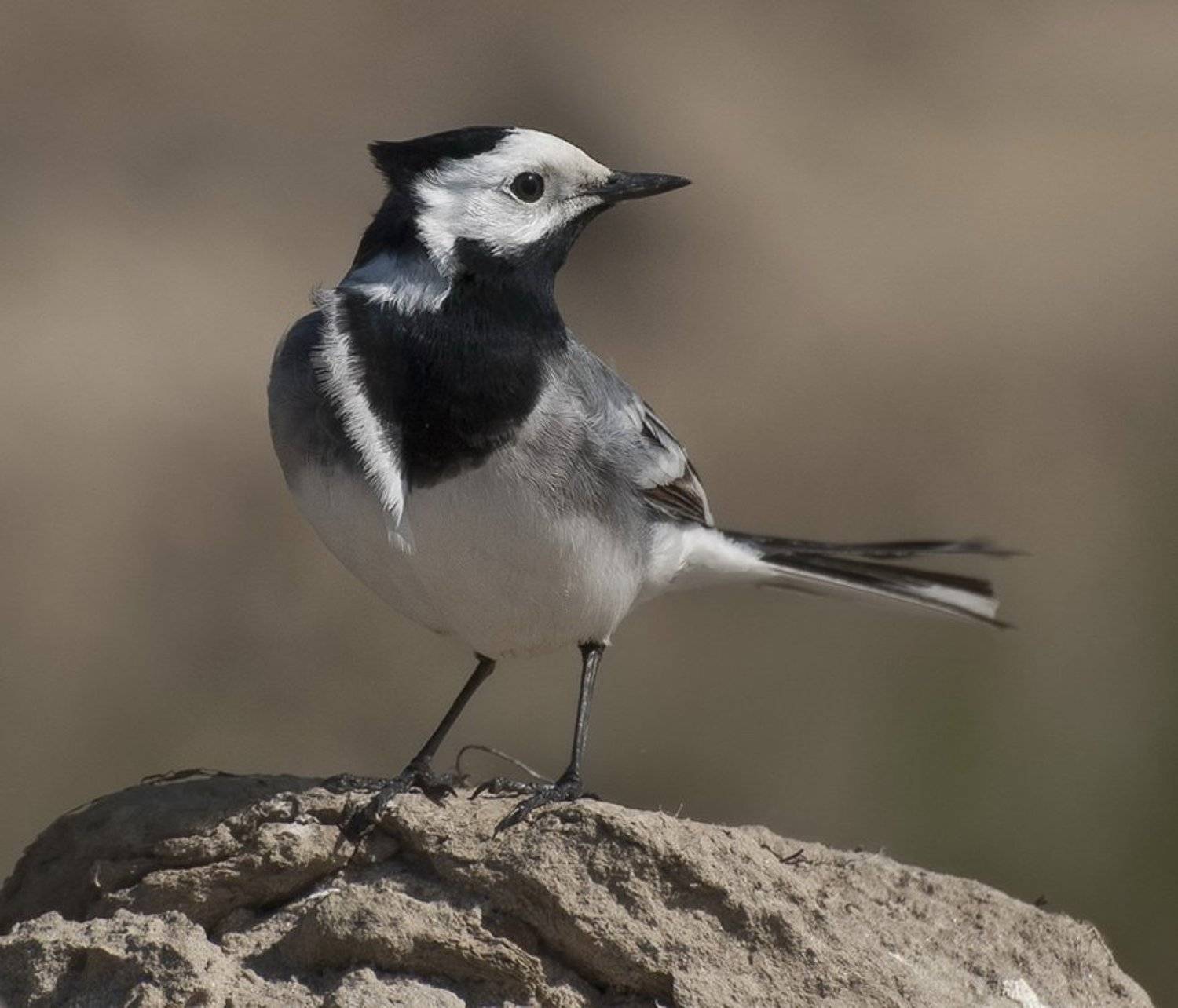 , Ермолаев Андрей