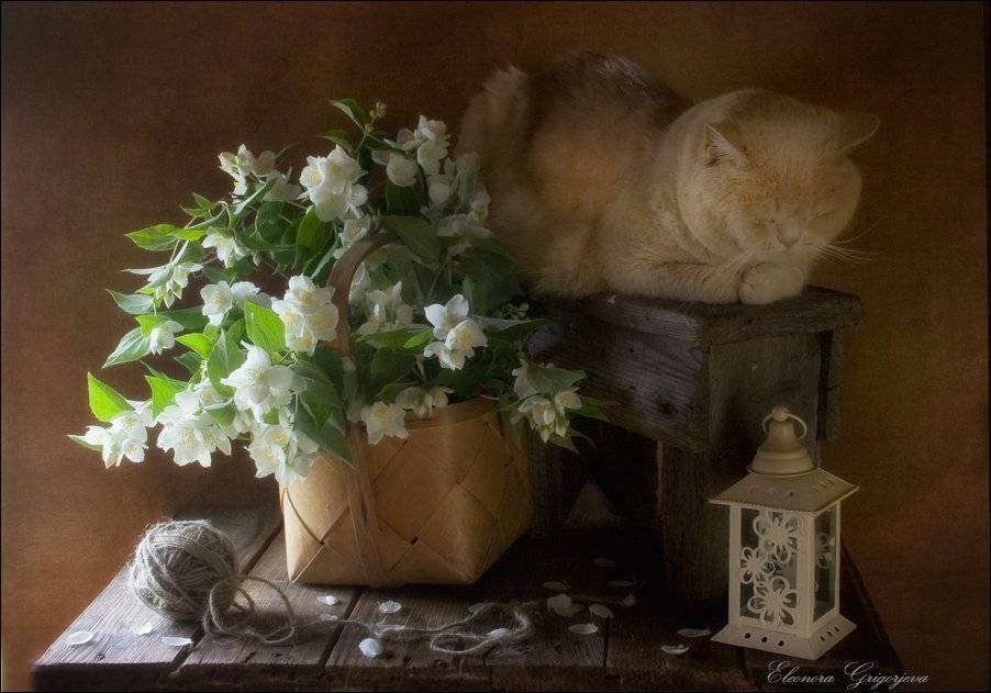 , Eleonora Grigorjeva