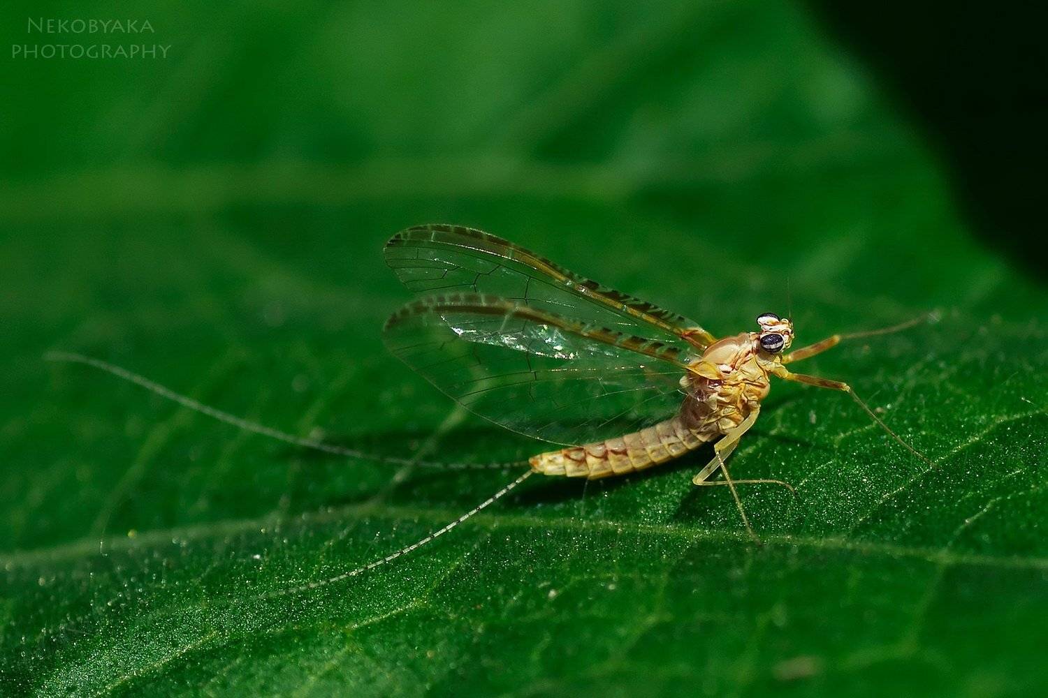 , Мамакова Анжелика