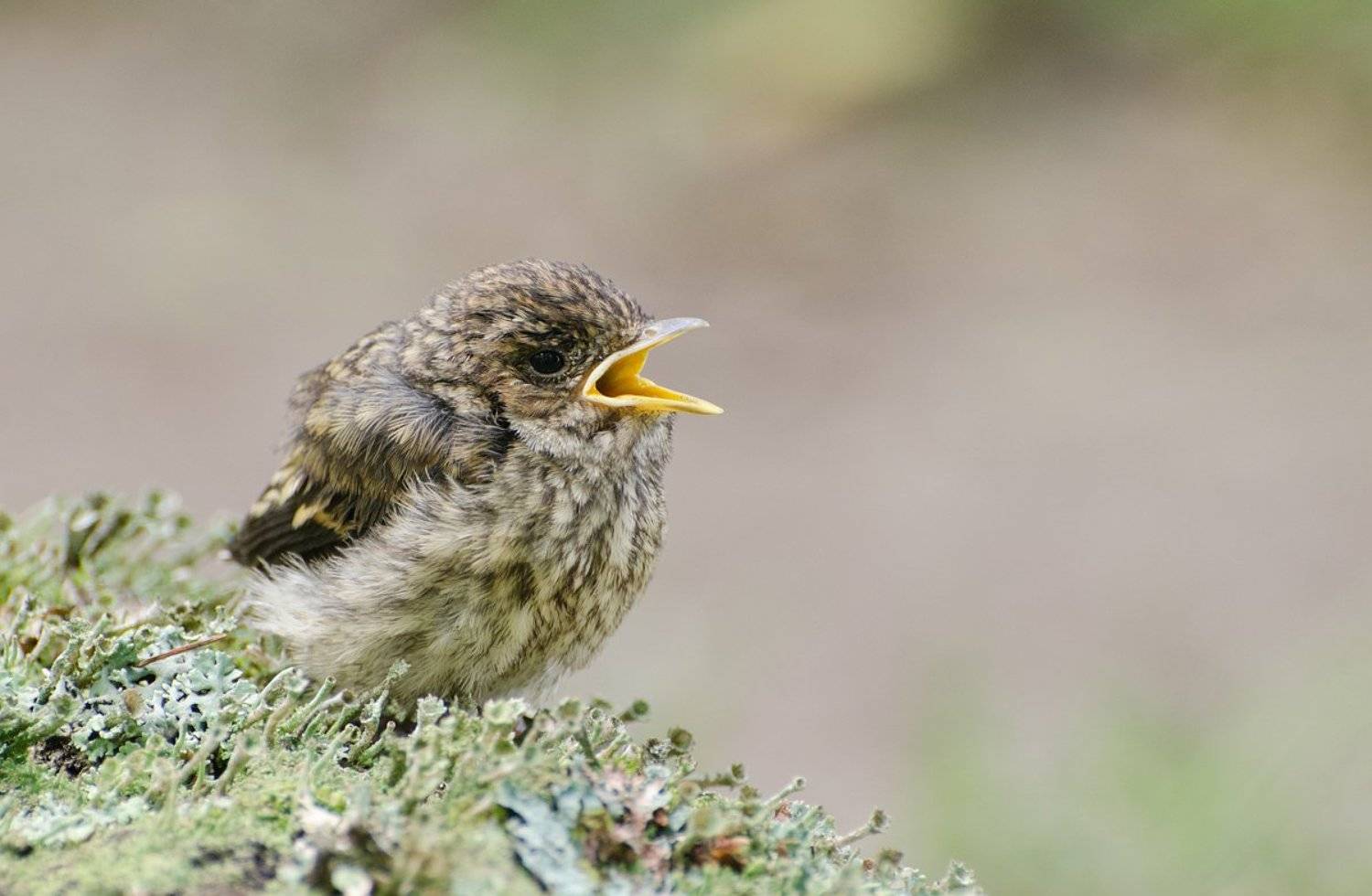 , Михаил Агеев