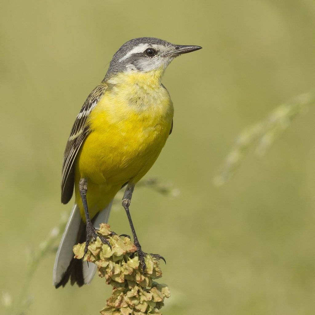 , Ляпустин Юра