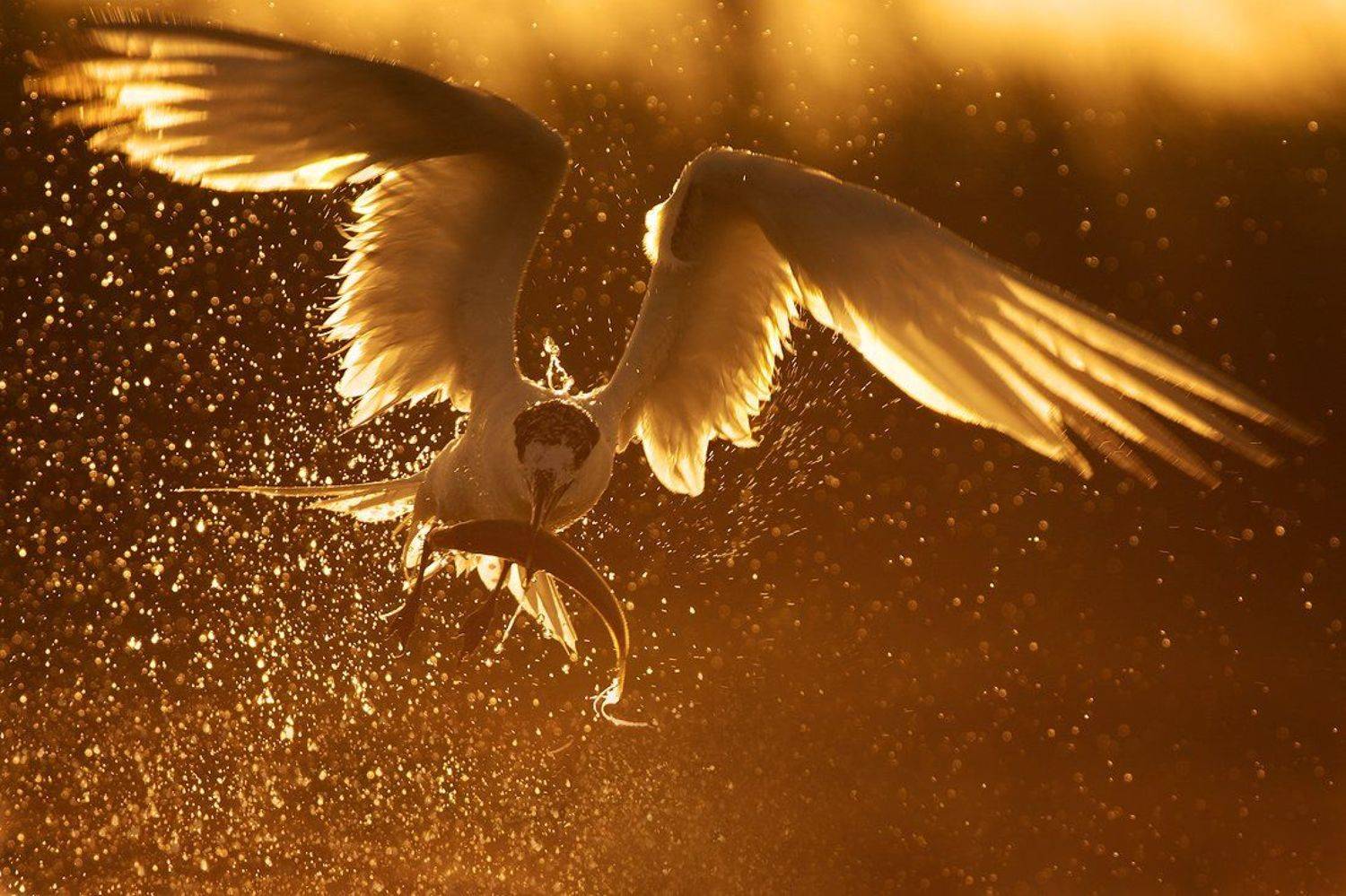 гривеста рибарка ,пестроносая крачка, sandwich tern, thalasseus sandvitsensis, Евгени Стефанов