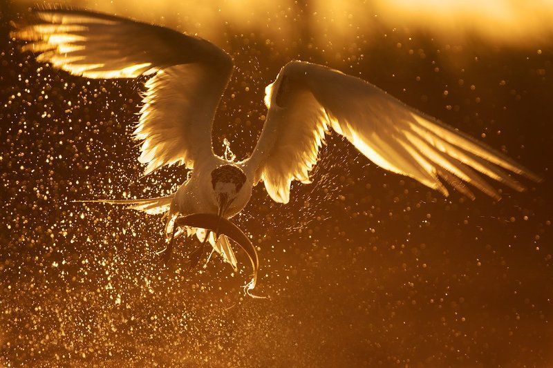 гривеста рибарка ,пестроносая крачка, sandwich tern, thalasseus sandvitsensis Пестроносая крачка на заката фото превью