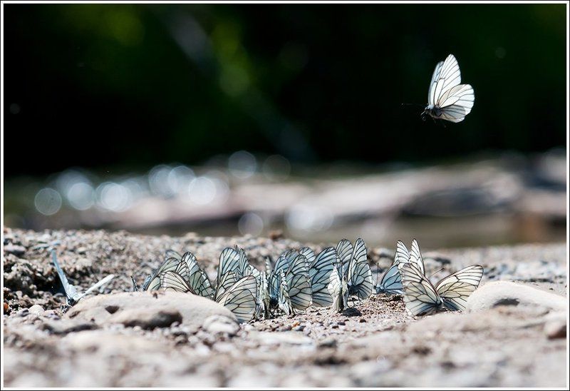 Боярышницы фото превью