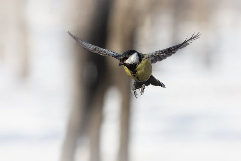 *** фото превью