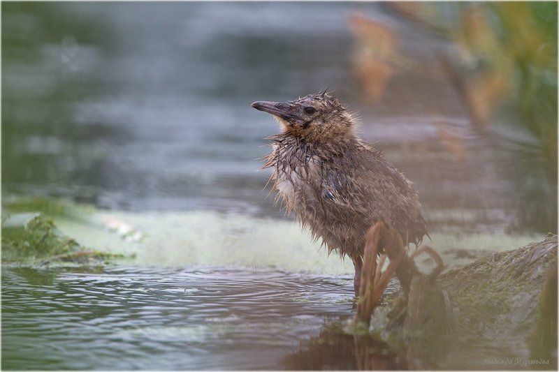 Larus Ridibundus озёрная чайка д Непогода фото превью