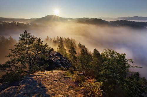 Morning Glory