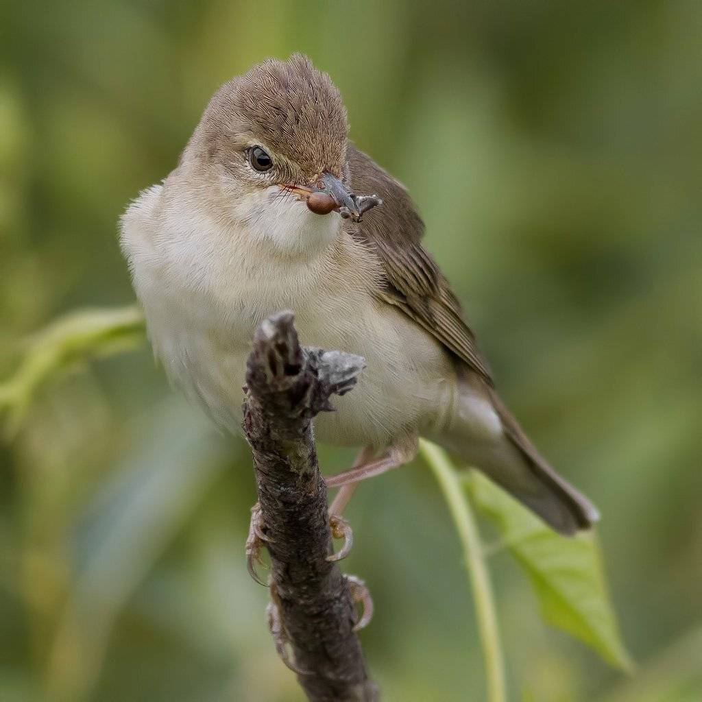 , Ляпустин Юра