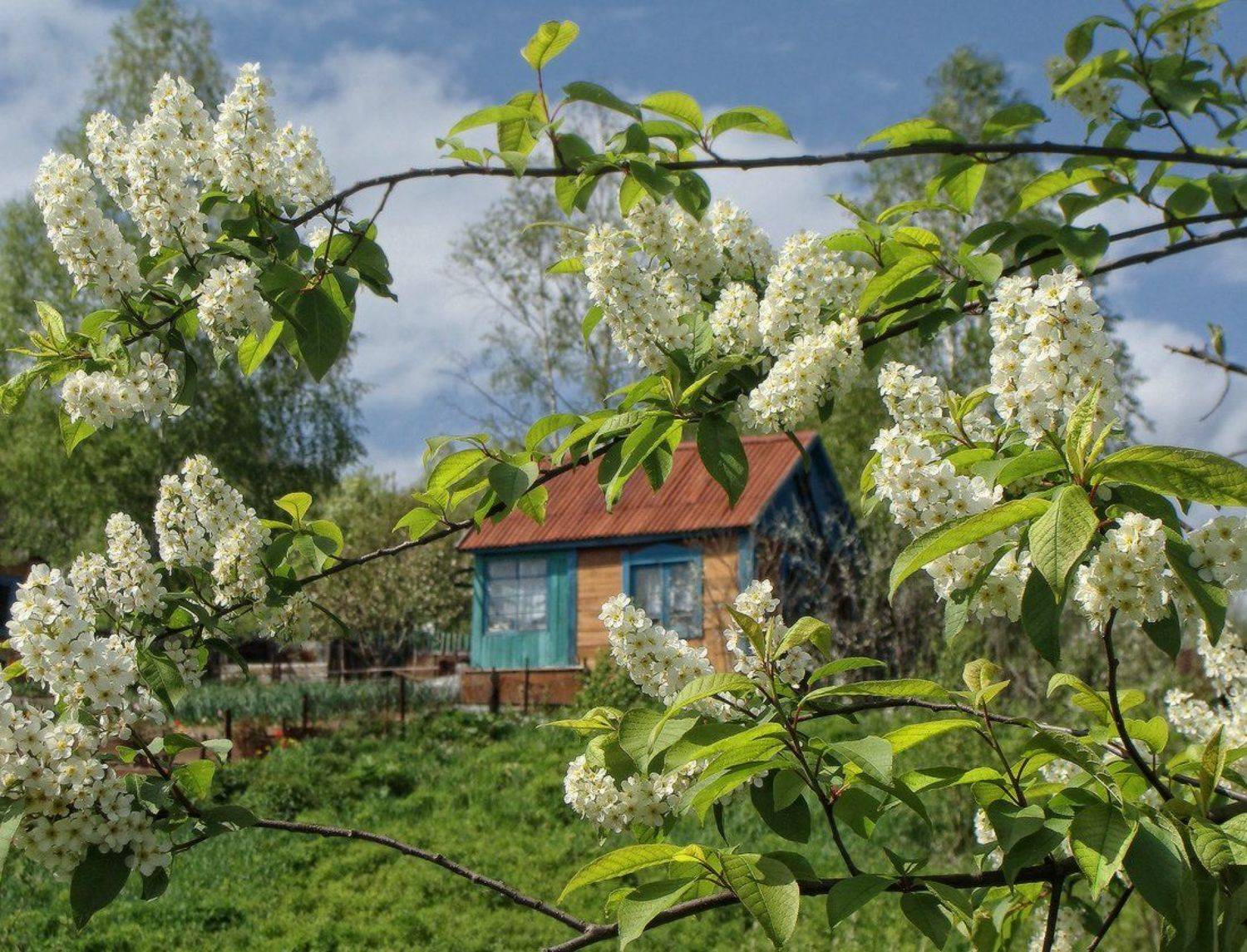 весна, Галина Хвостенко