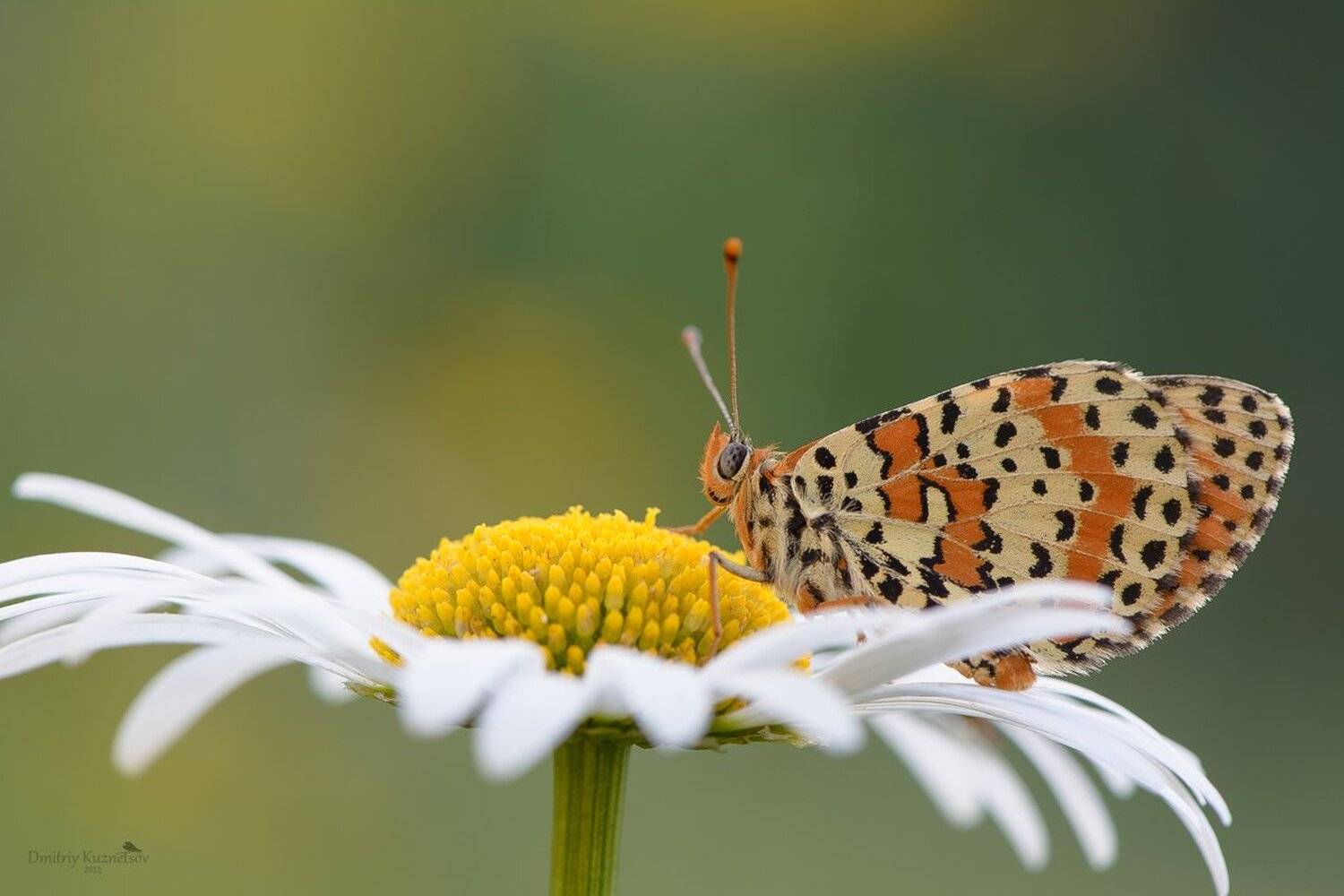, Кузнецов Дмитрий